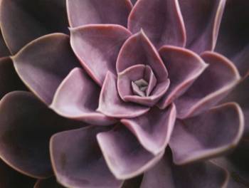 Echeveria I