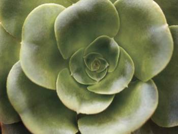 Echeveria II