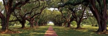 Enchanted Oaks