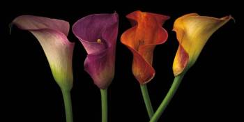 Jewel Calla Lilies