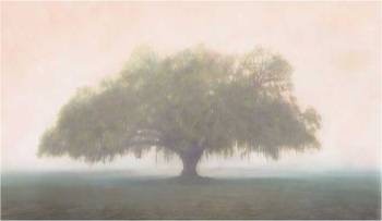 Oak in the Fog