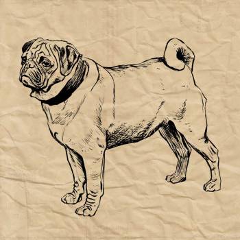 Pug