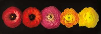 Ranunculus