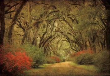 Road Lined With Oaks & Flowers
