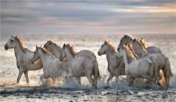 Running Horses