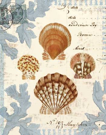 Seashell Collection I