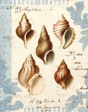 Seashell Collection II