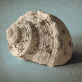 Seashell Study I