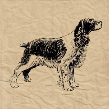 Spaniel